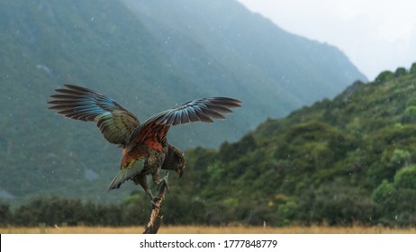 Kea Bird From New Zealand 