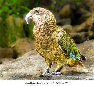 Kea Bird In New Zealand