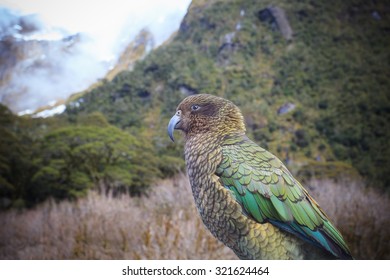 Kea Bird In New Zealand