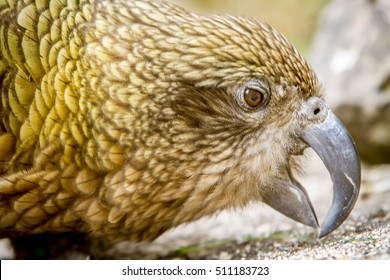 Kea Bird, New Zealand