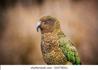 Kea Bird New Zealand Natural Wild