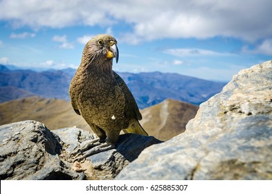 Kea Bird On Ben Lomond Peak