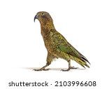 Kea bird waliking, Nestor notabilis, or Alpine parrot, isolated on white