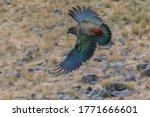 Kea in flight with wings spread wide.