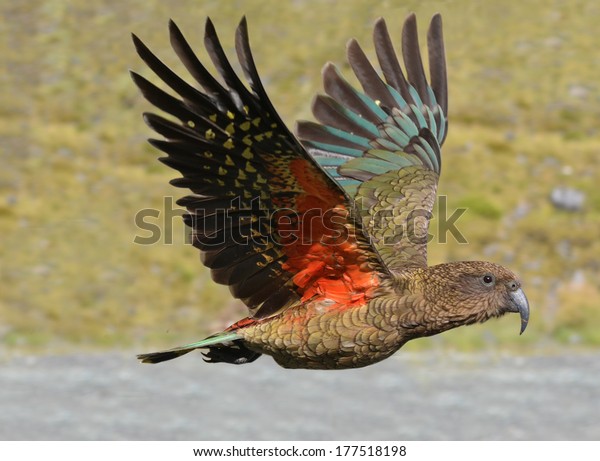 Kea Mountain Parrot Nestor Notabilis Flys In Motion In Fiordland