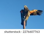 Kea - Mountain Parrot New Zealand endemic