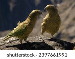 Kea (mountain parrot of New Zealand) on the mountain top, natural habitat.