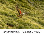 Kea, mountain parrot swooping with outstretched wings in Mount Cook National Park