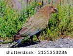 The kea, Nestor notabilis is a species of large parrot in the family Nestoridae found in the forested and alpine regions of the South Island of New Zealand.