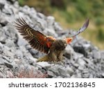 Kea (Nestor notabilis), a unique and large Alpine Parrot, photographed high in the Southern Alps of New Zealand