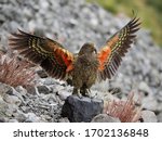 Kea (Nestor notabilis), a unique and large Alpine Parrot, photographed high in the Southern Alps of New Zealand