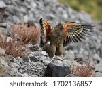 Kea (Nestor notabilis), a unique and large Alpine Parrot, photographed high in the Southern Alps of New Zealand