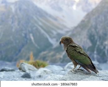 Kea - New Zealand Bird