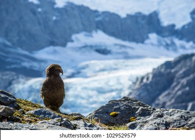 The Kea, The Only Alpine Parrot In The World, Is An Endangered Bird Living In The Alpine Environment Of The South Island Of New Zealand