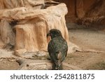 Kea parrot (Nestor notabilis) sitting on a tree branch at Attica Zoological Park, Greece