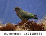 The Kea Parrot, New Zealand