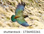 Kea parrot swooping with outstretched wings