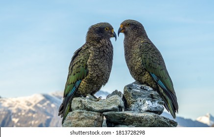 Kea Parrots At French Ridge Hut In Mt Aspiring National Park In New Zealand