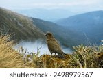 Kea spotted on Fiordland National Park, New Zealand