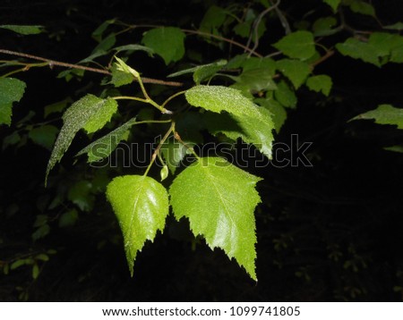 Keaf tree fresh