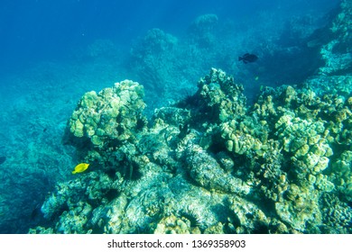 Kealakekua Bay Coral