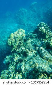 Kealakekua Bay Coral