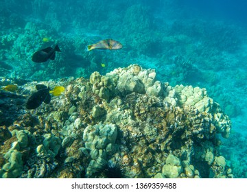 Kealakekua Bay Coral