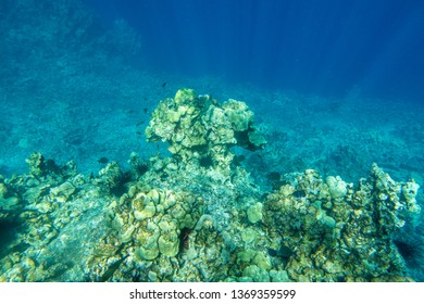 Kealakekua Bay Coral