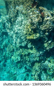 Kealakekua Bay Coral