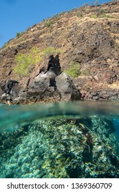 Kealakekua Bay Coral