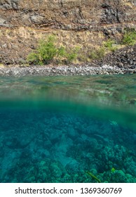 Kealakekua Bay Coral