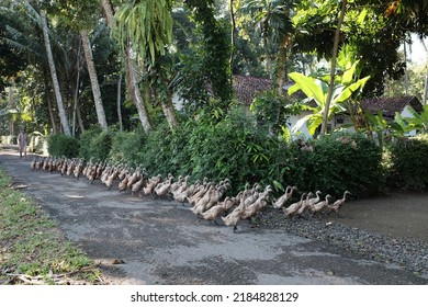 Kebumen, Indonesia - April, 2017: A Flock Of Ducks Walking In A Row On A Village Road In Puring, Kebumen.