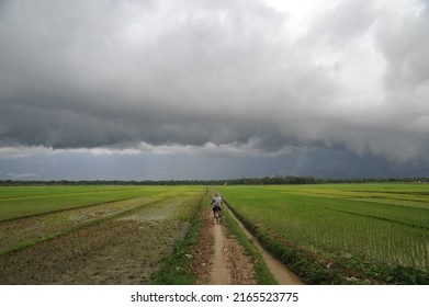 Kebumen, Indonesia - December, 2013: Farmer Ride Bicycle In The Rice Field With The Dark Cloud Above.