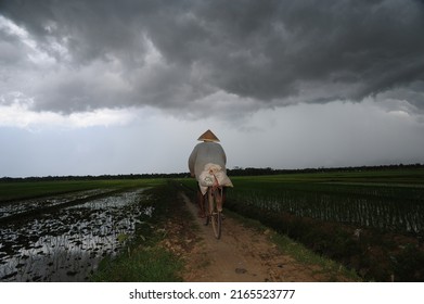 Kebumen, Indonesia - December, 2013: Farmer Ride Bicycle In The Rice Field With The Dark Cloud Above.