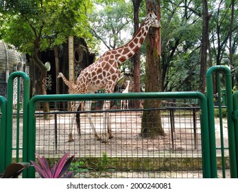 Kebun Binatang Ragunan Images Stock Photos Vectors Shutterstock<script async src=