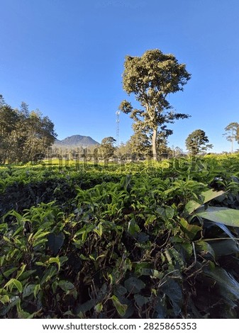 Kebun teh, tempat wisata, java, indonesia, tea leaf