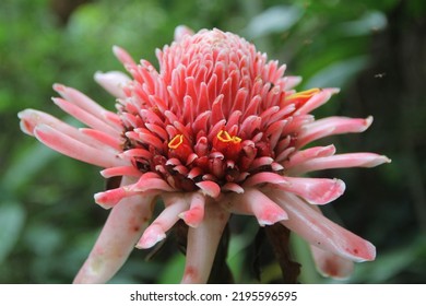 283 Kecombrang Flowers Images, Stock Photos & Vectors | Shutterstock