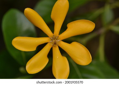 Kedah Gardenia Or Golden Gardenia In Full Bloom 