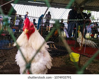 Ayam Cantik Images, Stock Photos u0026 Vectors  Shutterstock