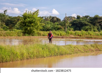 Kedah Malaysia-sept 20 2020: A middle aged man cutting the thick bushes using the brush cutter machine. Process of mowing tall grass with a trimmer cleaning the paddy field. Image contain soft focus.