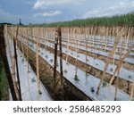 Kediri, Indonesia 02-13-2025 A rice field filled with numerous bamboo stakes and white plastic in the center, likely used for supporting crops or pest control, showcasing local agricultural techniques