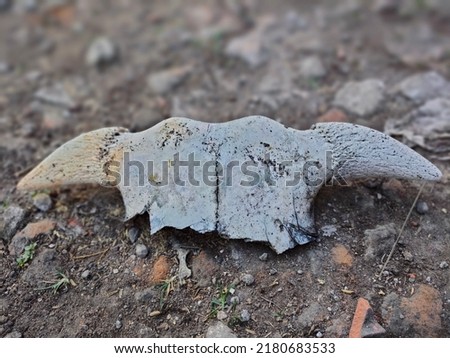 Kediri, Indonesia-July 21 2022: Cow horn bones are scattered in the yard.