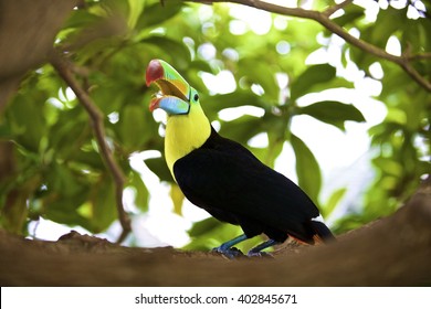 Keel Billed Toucan