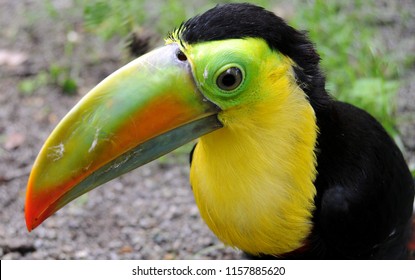 Baby Toucan Stock Photos Images Photography Shutterstock