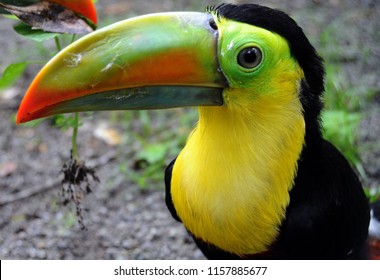 Baby Toucan Stock Photos Images Photography Shutterstock