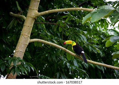 Keel Billed Toucan In The  Canopy Of The Rainforest Of Belize