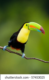 Keel Billed Toucan, from Central America. - Shutterstock ID 57453025