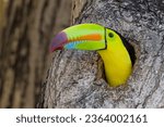 Keel billed toucan poking out of its nest in a tree.