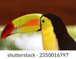 Keel - Billed Toucan Ramphastos Sulfuratus