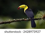 Keel-billed toucan in Costa Rica 